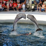 Безплатни представления за децата в Делфинариума във Варна