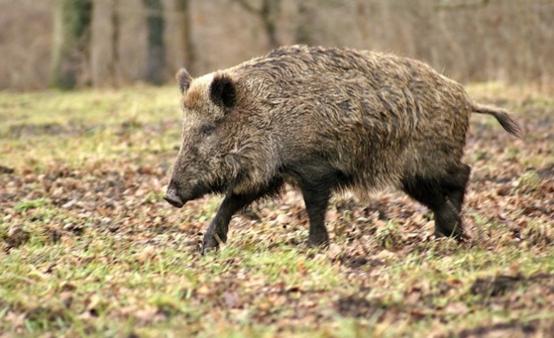 Удължиха срока за  групово ловуване на дива свиня до 16 февруари 