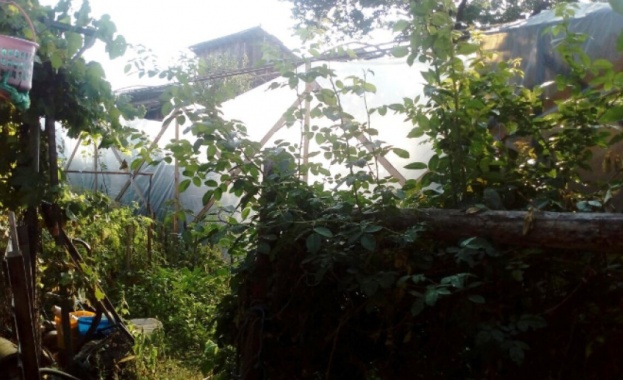 Разбиха оранжерия за марихуана в пазарджишко село 