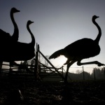 Откриха щраусово яйце на 8,5 млн. години 