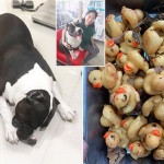 Ветеринари извадиха 32 гумени патета от стомаха на гладен булдог