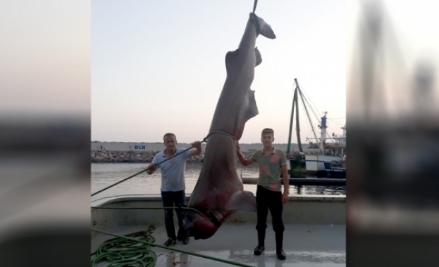  Турски рибари уловиха 5-метрова акула
