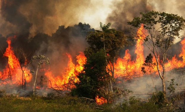 Амазония в пламъци: Пожари опустошиха близо милион хектара в Боливия 
