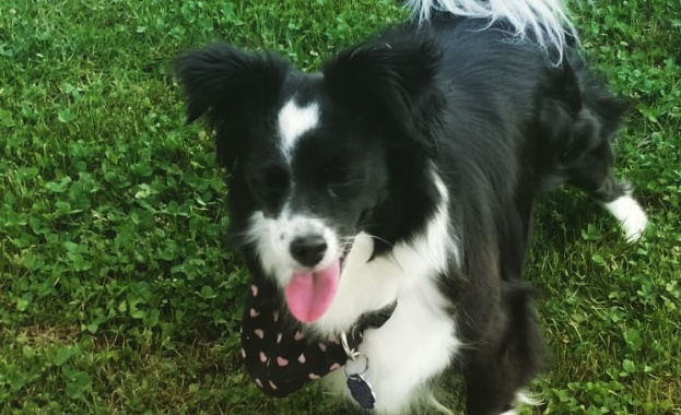 Отбелязваме Световния ден на кучето