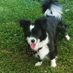 Отбелязваме Световния ден на кучето