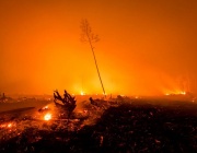 Индонезия затвори национален парк на остров Ява заради разрастващи се горски пожари