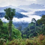 H&M спря да купува кожи от Бразилия