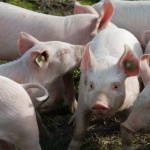 Африканската чума по свинете в Азия оказва силно влияние на пазарите на месо 