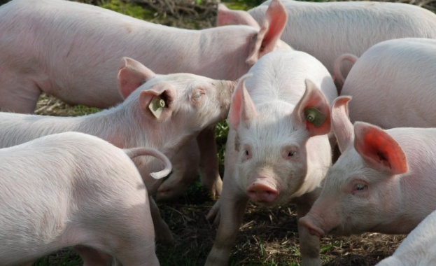Африканската чума по свинете в Азия оказва силно влияние на пазарите на месо 