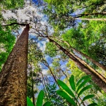 Само 3% от сушата не е засегната от човешка дейност