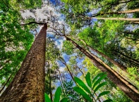 Красотата на Амазонската джунгла - "белият дроб" на Земята