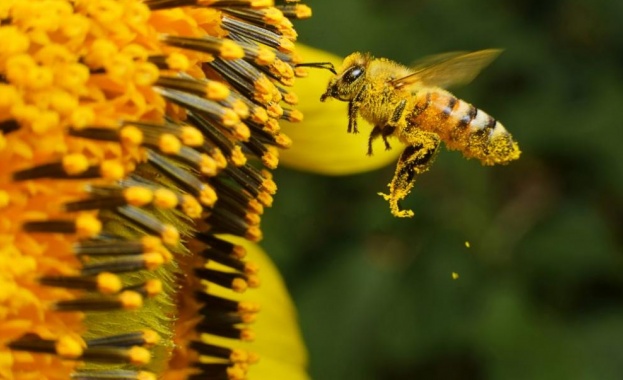 Експерти на ДФЗ разясниха на близо 50 стопани новата пчеларска програма  на фермерски пазар „Оборище“