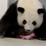 Панда избяга от зоопарк в Копенхаген