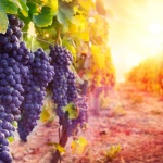 Винопроизводители от Югозападна България са на ръба на фалита