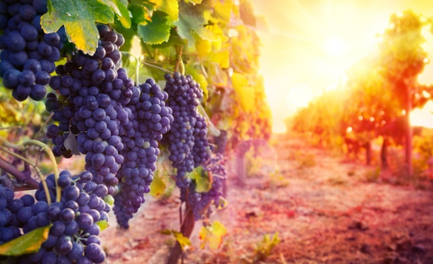 Винопроизводители от Югозападна България са на ръба на фалита заради