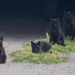Шантавите суеверия за Петък 13-ти 