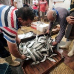 Тропически риби плуват край Европа, обичайните видове мигрират на север 