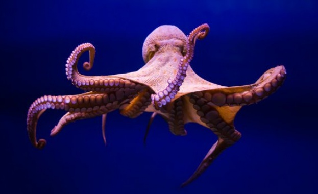 Пипалата на октопода вдъхновиха учените да създадат ръкавица за гмуркане