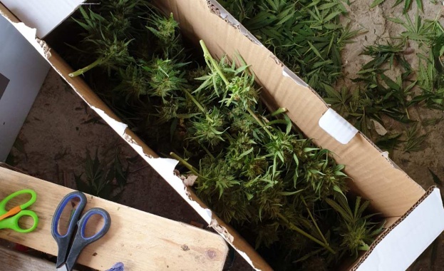 Домашна оранжерия за отглеждане на растения от рода на конопа разкриха варненски полицаи 