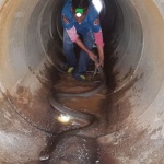 Извадиха 4-метрова кралска кобра от канализацията в Тайланд