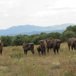След векове отново зубри на свобода в България (СНИМКИ)