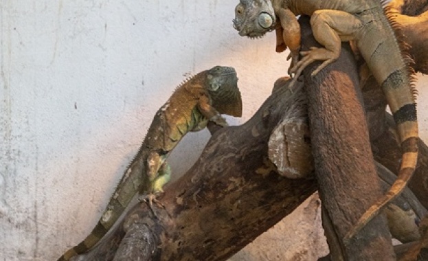 Изоставени екзотични домашни любимци костенурки игуани и други екзотични