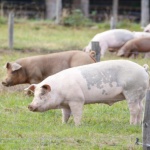 Нова порода прасета се очаква да възроди свиневъдството