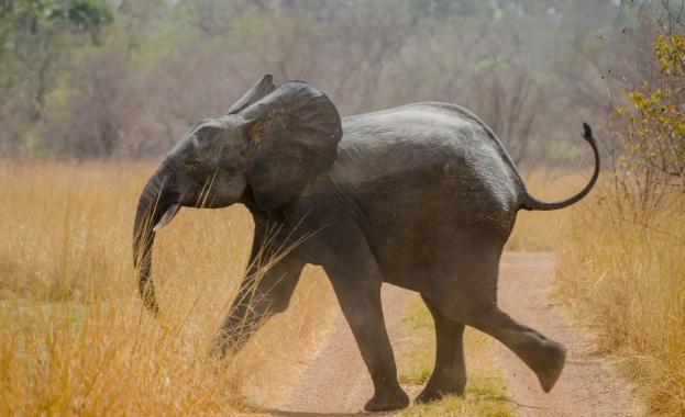 55 слона са умрели от глад в най-големия национален парк в Зимбабве