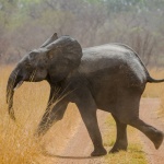 Зоопаркът във Варшава ще лекува слоновете си с марихуана