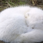 Полярна лисица направи рекорден преход 