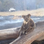 Стотици коали застрашени от пожар в Австралия (Снимки)