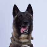 Кучетата като това, което участва в залавянето на Багдади, поскъпнаха