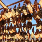 Празникът на Еленския бут е туристическа атракция