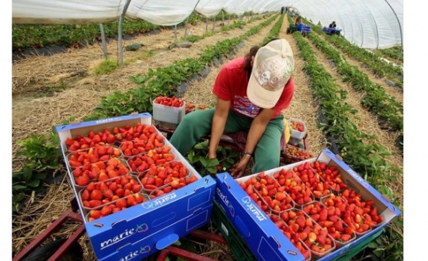 Производството на хранителни продукти във Великобритания е застрашено от липсата