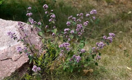 Билките на дълголетието