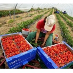 Производителите на хранителни продукти във Великобритания страдат от липса на работна ръка