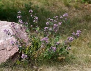 Билките на дълголетието