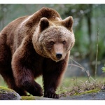 В САЩ мечка открадна замразена лазаня от частен дом (Видео)