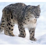 Заснеха рядко срещаната порода снежен леопард (Видео)