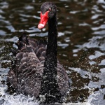 Куче е било нападнато от черен лебед в Китай (Видео)