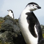 Откриха 2 000 мъртви пингвина на уругвайския бряг