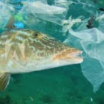 Половин милион акули могат да умрат заради COVID ваксина