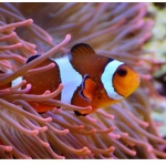 Живата експозиция "ЗаРибяващо" показва екзотични риби от целия свят