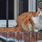 Руското правителство спасява котешкото население от студа