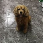 Изгубено кученце се качи само в градският транспорт на Пловдив