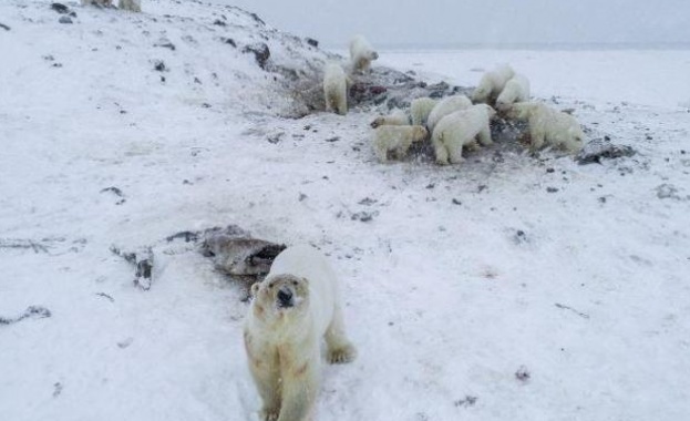 Над 50 линеещи полярни мечки обградиха село в Чукотка