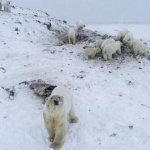 Двойка полярни мечки уби работник в Канадския арктичен архипелаг