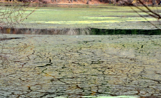 Панчаревското езеро се заблатява, спасение не се вижда