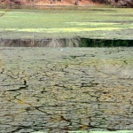 Панчаревското езеро се заблатява, спасение не се вижда