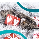 Бездомни котенца търсят любящо семейство за Коледа 